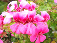 Rose Pelargonium Peltatum Seeds for Planting Wildflower Mix Heirloom & GMO Free Seeds for Home Garden
 
 Sale