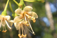 Pentandra Flower seeds for Planting - Cut Flower Favorite, Heirloom & GMO Free Seeds for Home Garden