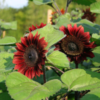 Red Helianthus Flower seeds for Planting - Sun Loving, Heirloom & GMO Free Seeds for Home Garden
