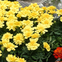 Heirloom Alumia Vanilla Flower seeds for Planting Vibrant Colors Heirloom & GMO Free Seeds for Home Garden