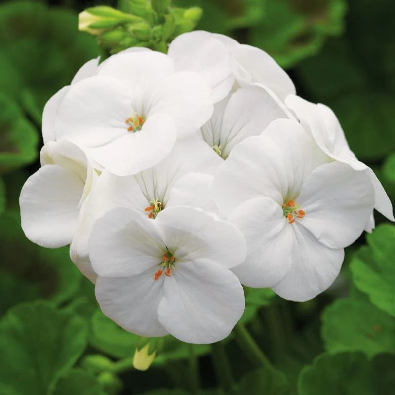 White Geranium Flower seeds for Planting - Long Bloom Season, Heirloom & GMO Free Seeds for Home Garden