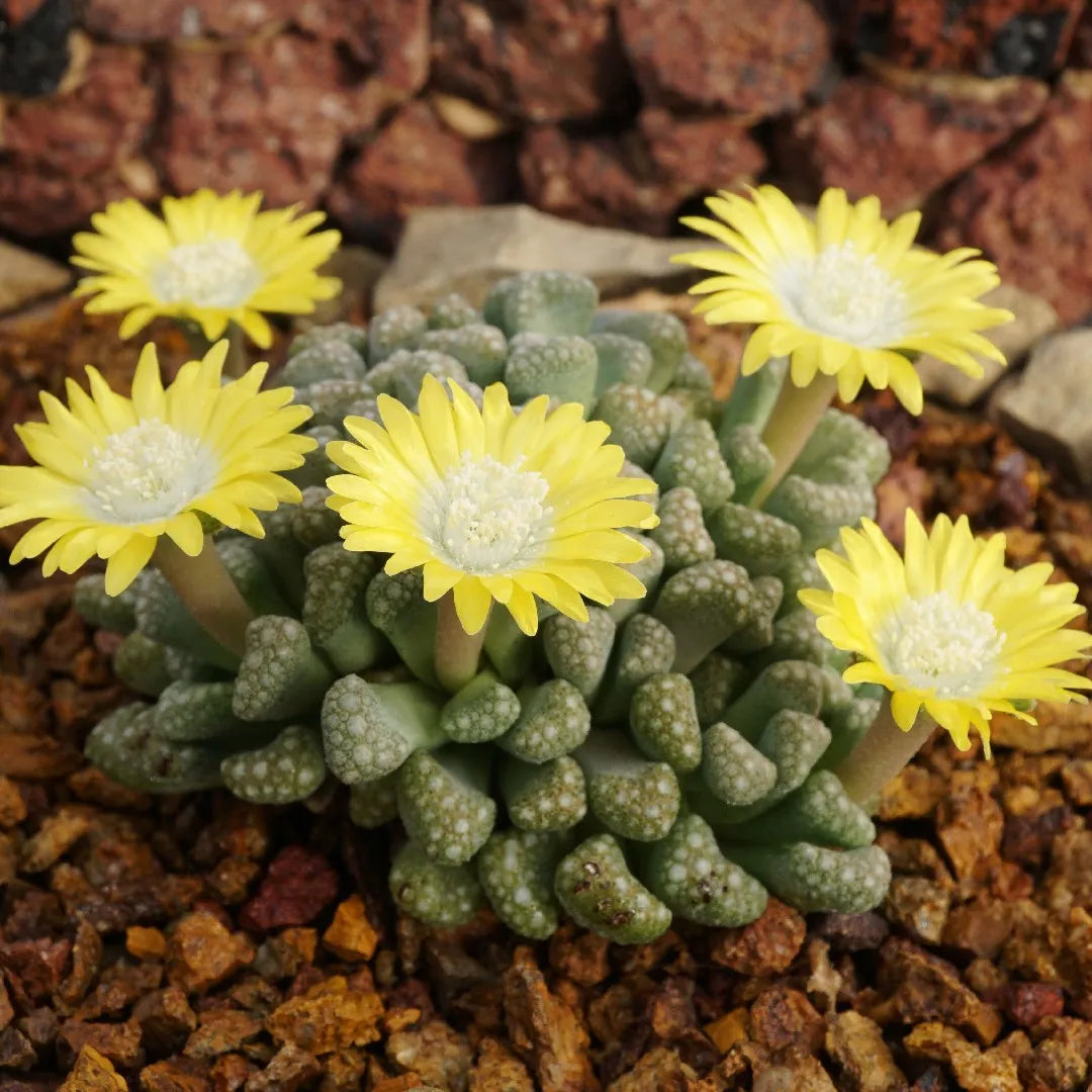 Sea Green Titanopsis Hugo-Schlechteri Flower seeds for Planting - Garden Favorite, Heirloom & GMO Free Seeds for Home Garden