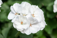 White Pelargonium Flower seeds for Planting Drought Tolerant Heirloom & GMO Free Seeds for Home Garden
 
 Sale
