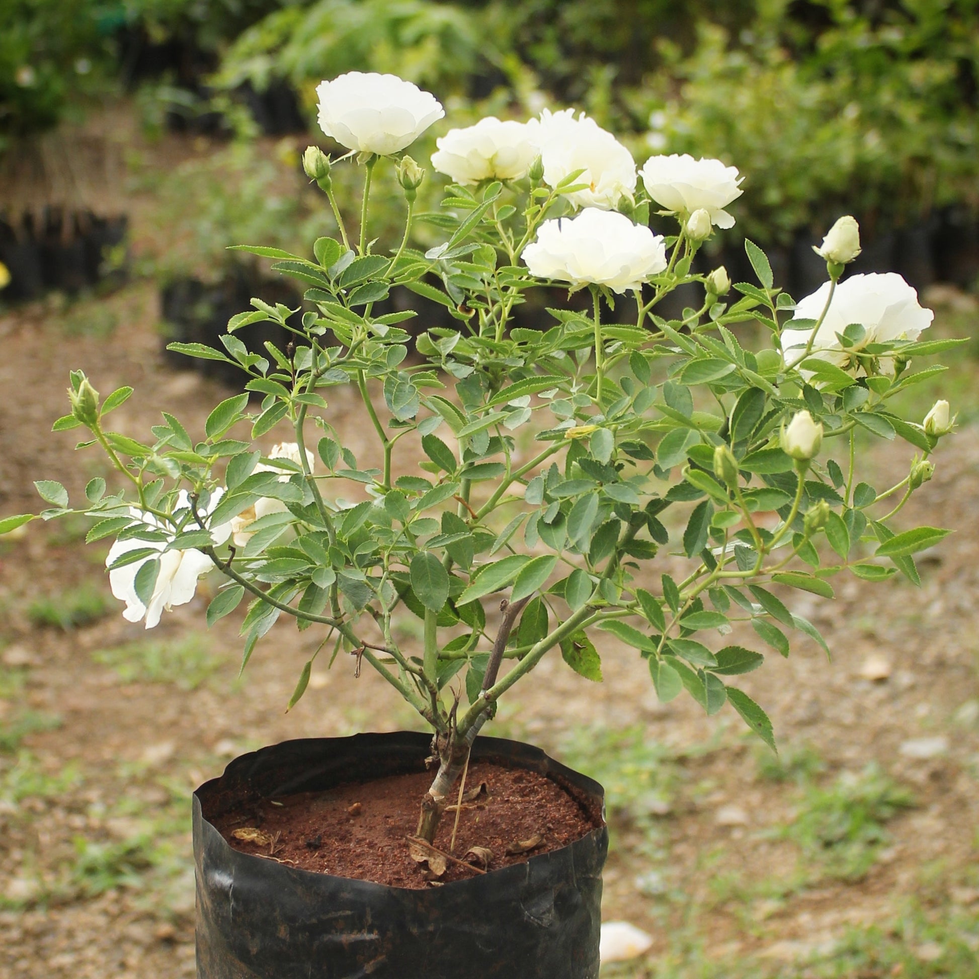 White Climbing Rose Flower seeds for Planting - Premium Quality, Heirloom & GMO Free Seeds for Home Garden