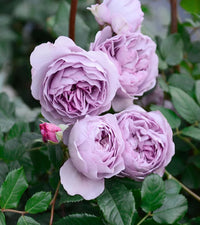Light Purple Climbing Rose Flower seeds for Planting - Premium Quality, Heirloom & GMO Free Seeds for Home Garden