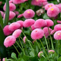 Pink Bellis Perennis Flower seeds for Planting - Premium Quality, Heirloom & GMO Free Seeds for Home Garden