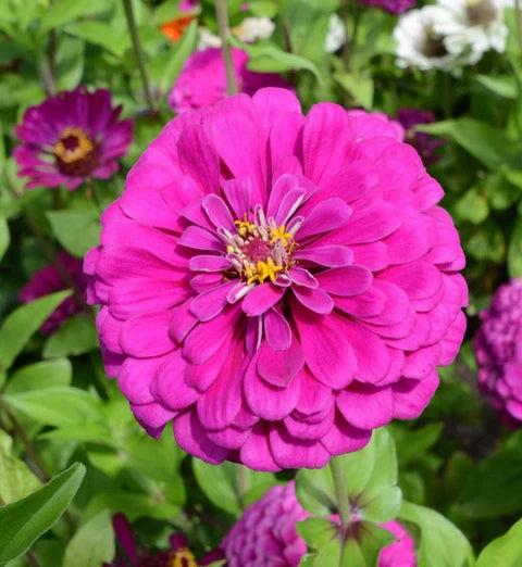 Deep Pink Zinnia Elegans Flower seeds for Planting - Wildflower Mix, Heirloom & GMO Free Seeds for Home Garden