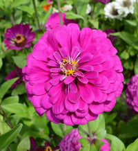 Deep Pink Zinnia Elegans Flower seeds for Planting - Wildflower Mix, Heirloom & GMO Free Seeds for Home Garden