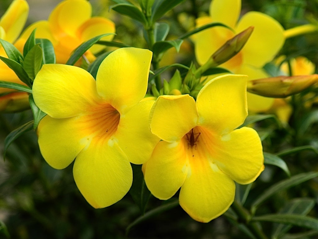 Beautiful Allamanda Flower seeds for Planting Garden Favorite Heirloom & GMO Free Seeds for Home Garden 
 
 Sale
