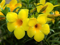 Beautiful Allamanda Flower seeds for Planting Garden Favorite Heirloom & GMO Free Seeds for Home Garden 
 
 Sale