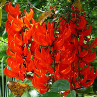 Orange Strongylodon Macrobotrys Seeds Flower seeds for Planting Garden Favorite Heirloom & GMO Free Seeds for Home Garden