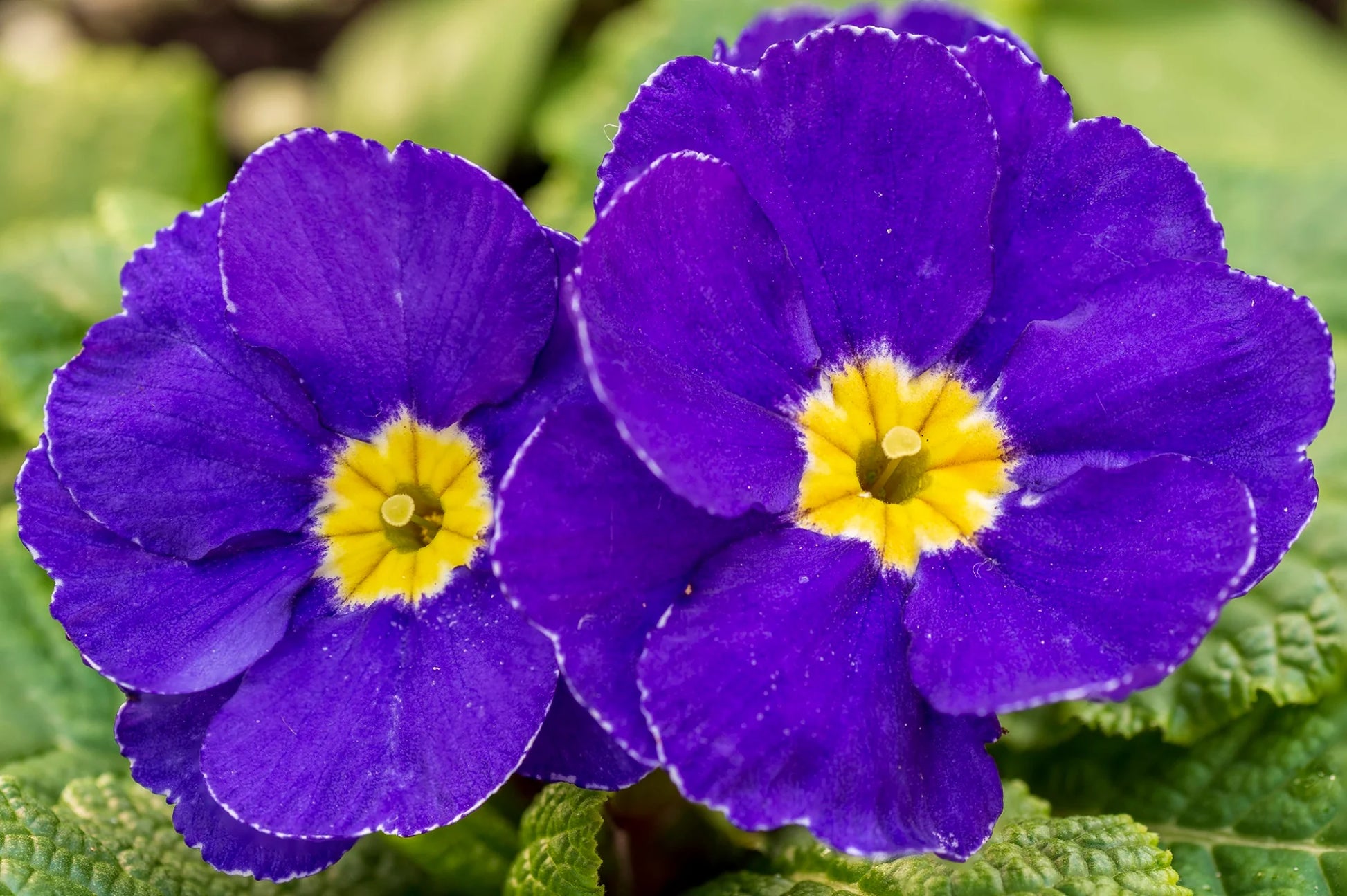Purple Yellow Primula Malacoides Seeds for Planting Shade Tolerant Heirloom & GMO Free Seeds for Home Garden
 
 Sale