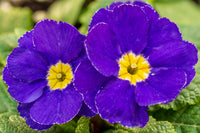 Purple Yellow Primula Malacoides Seeds for Planting Shade Tolerant Heirloom & GMO Free Seeds for Home Garden
 
 Sale