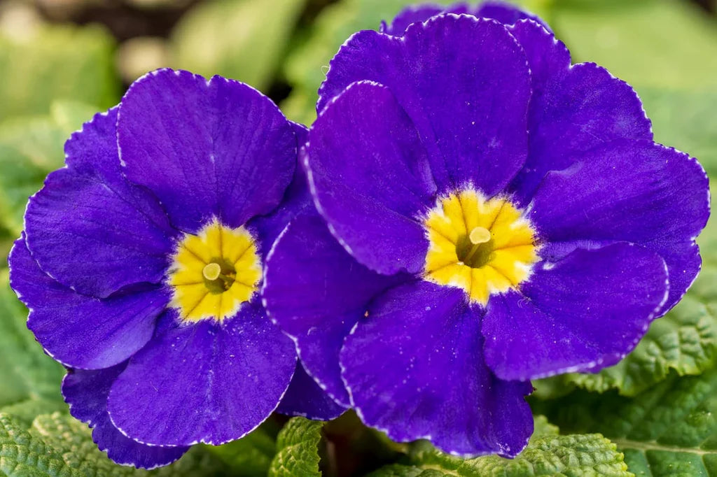 Primula Malacoides Blue Yellow Flower seeds for Planting - Low Maintenance, Heirloom & GMO Free Seeds for Home Garden