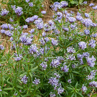 Blue Woodruff Flower seeds for Planting - Wildflower Mix, Heirloom & GMO Free Seeds for Home Garden