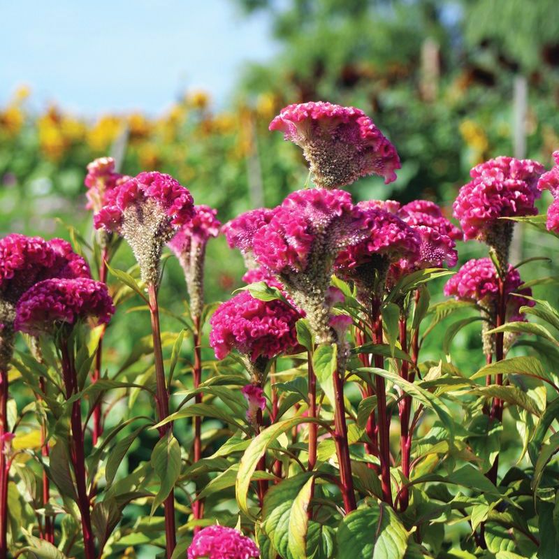 Dark Pink Celosia Seeds Flower seeds for Planting - Seasonal Bloomer, Heirloom & GMO Free Seeds for Home Garden