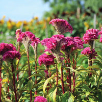 Dark Pink Celosia Seeds Flower seeds for Planting - Seasonal Bloomer, Heirloom & GMO Free Seeds for Home Garden