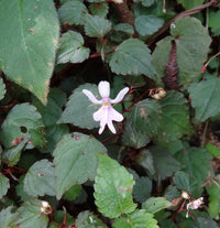 Impatiens Bequaertii Flower seeds for Planting Fragrant Blossoms Heirloom & GMO Free Seeds for Home Garden
