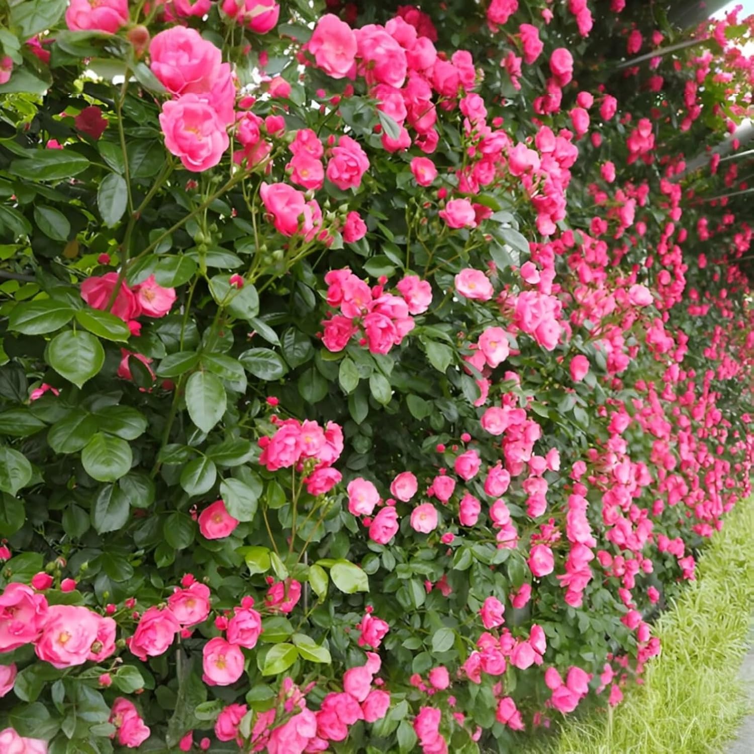Dark Pink Rose Flower seeds for Planting Hardy Variety Heirloom & GMO Free Seeds for Home Garden 
 
 Sale