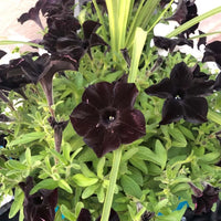 Black Pink Petunia Flower Seeds for Planting Heirloom NONGMO Easy to Grow Garden Blooms Hardy Variety 
 
 Sale