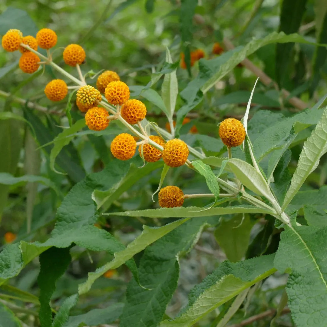 Globosa Flower seeds for Planting Vibrant Colors Heirloom & GMO Free Seeds for Home Garden