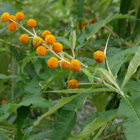 Globosa Flower seeds for Planting Vibrant Colors Heirloom & GMO Free Seeds for Home Garden