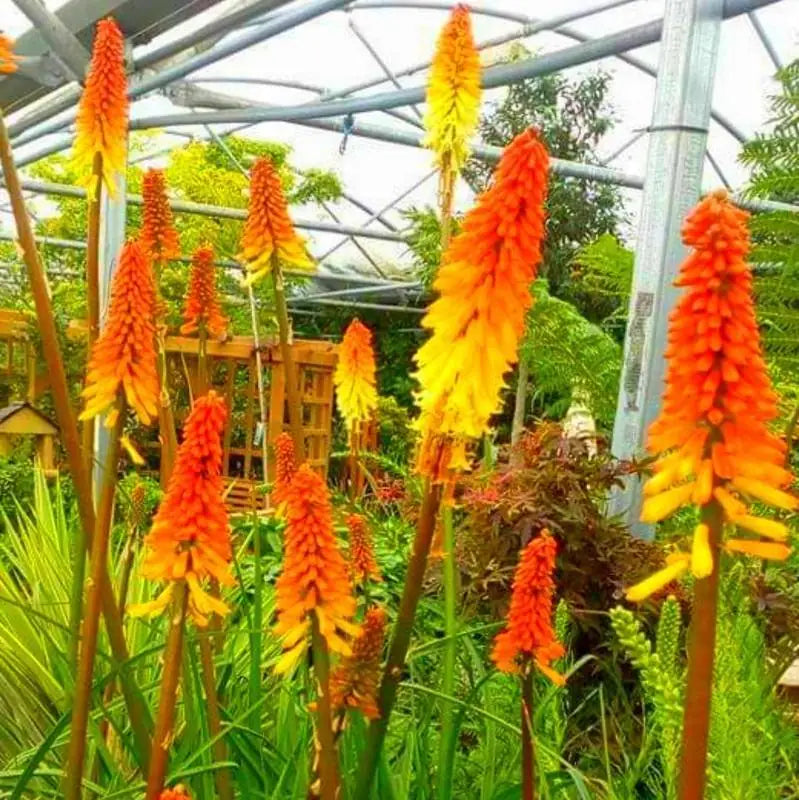 Red Yellow Kniphofia Flower seeds for Planting Low Maintenance Heirloom & GMO Free Seeds for Home Garden
 
 Sale