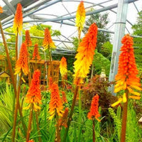Red Yellow Kniphofia Flower seeds for Planting Low Maintenance Heirloom & GMO Free Seeds for Home Garden
 
 Sale