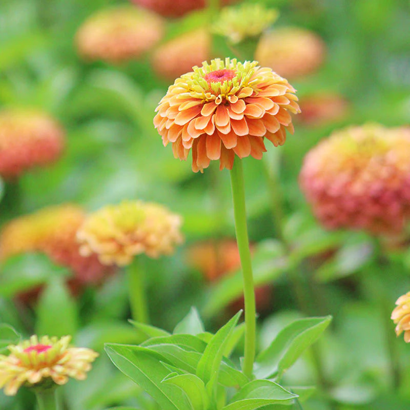 Lime Orange Zinnia Flower seeds for Planting - Compact Growth, Heirloom & GMO Free Seeds for Home Garden