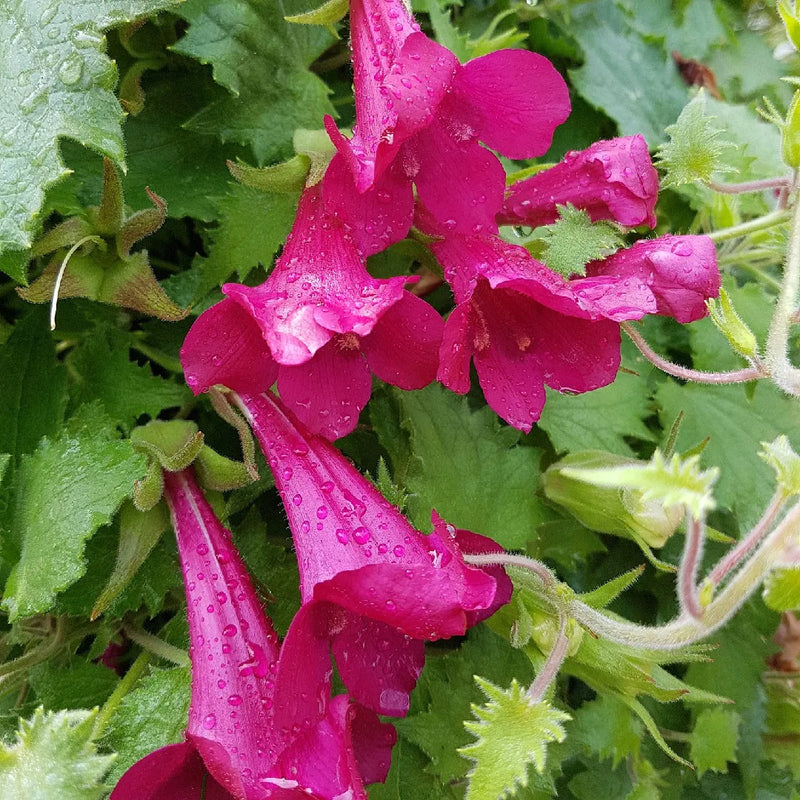 Lavender Creeping Gloxinia Flower seeds for Planting - Vibrant Colors, Heirloom & GMO Free Seeds for Home Garden
