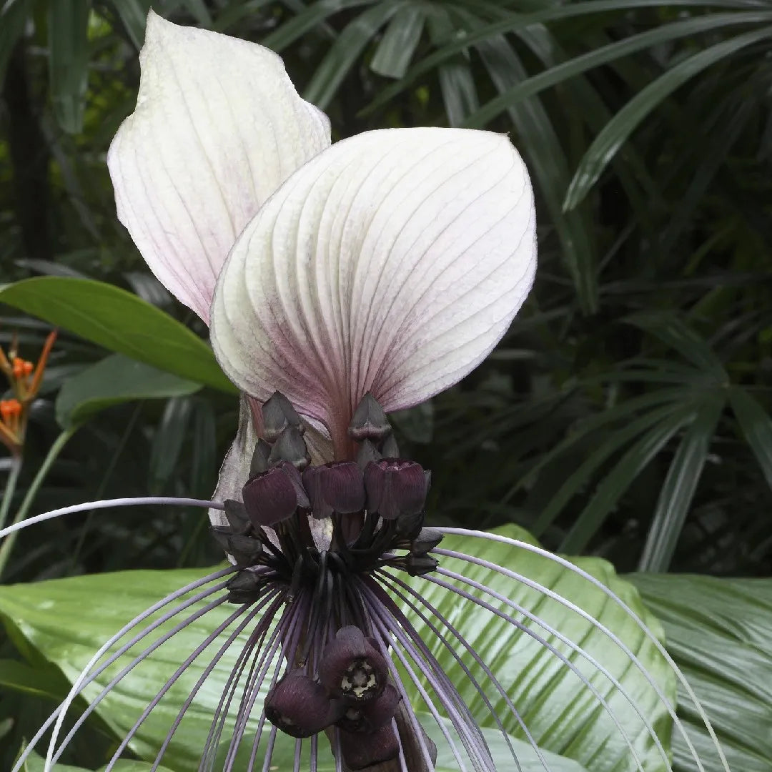 Tacca Nivea Bat Flower seeds for Planting Premium Quality Heirloom & GMO Free Seeds for Home Garden