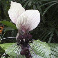 Tacca Nivea Bat Flower seeds for Planting Premium Quality Heirloom & GMO Free Seeds for Home Garden