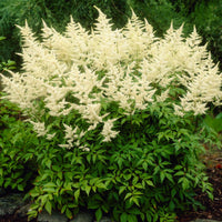 White Astilbe Flower Seeds for Planting - Perfect for Lush Garden