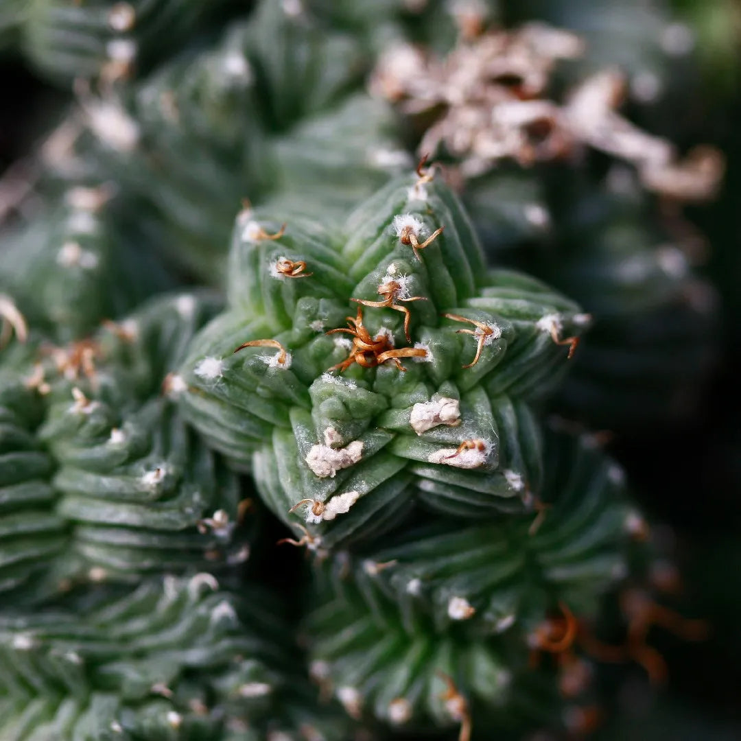 Aztekium Valdezii  Seeds for Planting