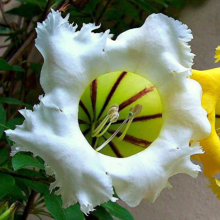 Solandra Grandiflora Flower seeds for Planting Bright Blooms Heirloom & GMO Free Seeds for Home Garden 
 
 Sale