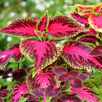 Coleus Seeds Flower seeds for Planting Sun Loving Heirloom & GMO Free Seeds for Home Garden 
 
 Sale