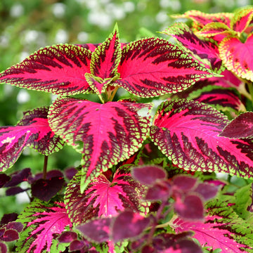 Mixed Coleus Flower seeds for Planting - Premium Quality, Heirloom & GMO Free Seeds for Home Garden
