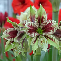 Light Yellow Hippeastrum Flower seeds for Planting - Hardy Variety, Heirloom & GMO Free Seeds for Home Garden