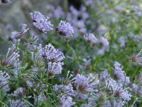Asperula Flower seeds for Planting Cottage Garden Essential Heirloom & GMO Free Seeds for Home Garden 
 
 Sale