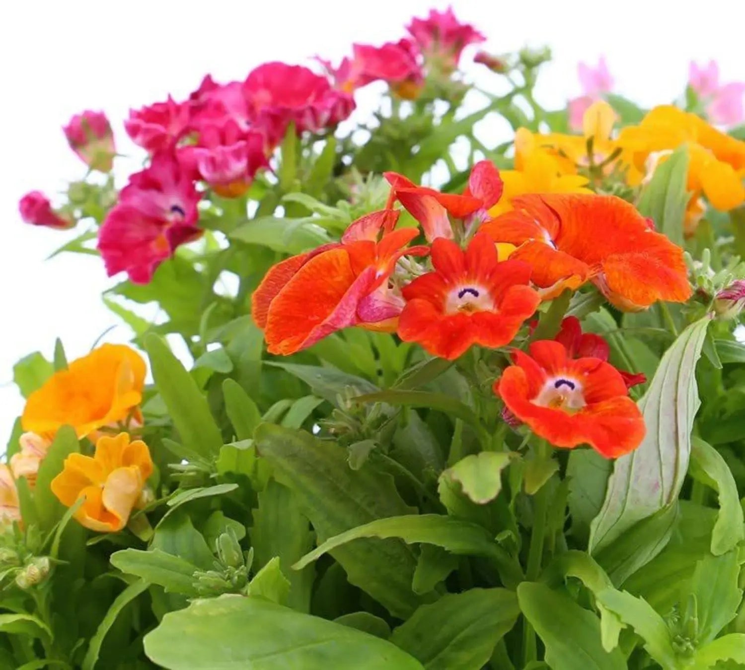 Mixed Nemesia Carnival Flower Seeds for Planting