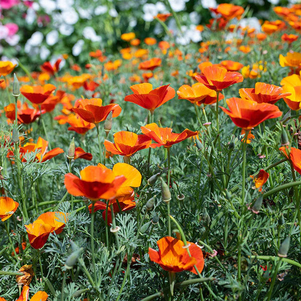 Orange Eschscholtzia Jardim Flower Seeds Flower seeds for Planting Fragrant Blossoms Heirloom & GMO Free Seeds for Home Garden