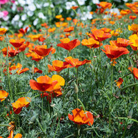 Orange Eschscholtzia Jardim Flower Seeds Flower seeds for Planting Fragrant Blossoms Heirloom & GMO Free Seeds for Home Garden
