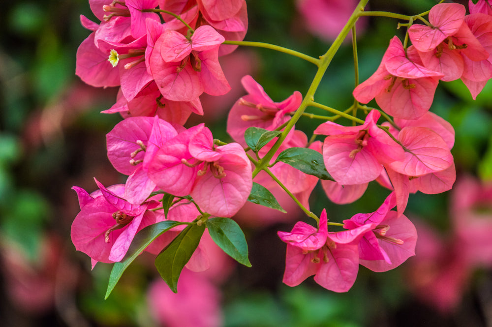 Bougainvillea Flower seeds for Planting - Bright Blooms, Heirloom & GMO Free Seeds for Home Garden