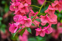 Bougainvillea Flower seeds for Planting - Bright Blooms, Heirloom & GMO Free Seeds for Home Garden