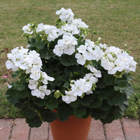 White Geranium Pelargonium Flower seeds for Planting Pollinator Friendly Heirloom & GMO Free Seeds for Home Garden 
 
 Sale