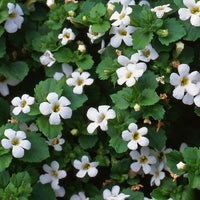 White Snowtopia Flower seeds for Planting - Compact Growth, Heirloom & GMO Free Seeds for Home Garden