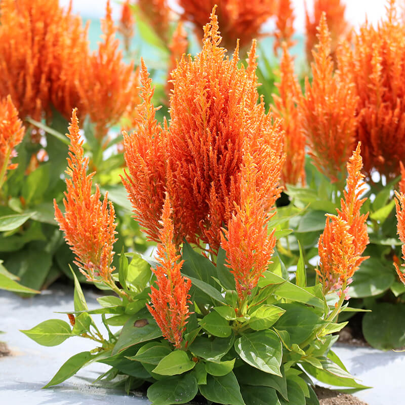Celosia Fresh Look Orange Seeds for Planting flower bed garden