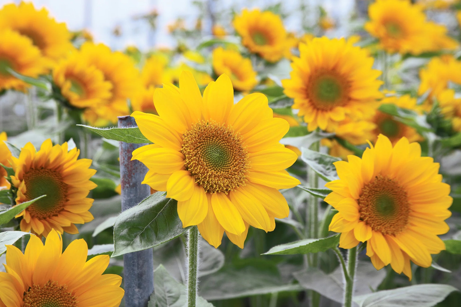 Sunrich Gold SunFlower seeds for Planting Garden Favorite Heirloom & GMO Free Seeds for Home Garden