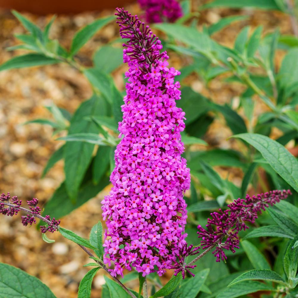 Pink Buddleia Davidii Flower seeds for Planting - Colorful Display, Heirloom & GMO Free Seeds for Home Garden