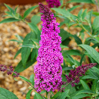 Pink Buddleia Davidii Flower seeds for Planting - Colorful Display, Heirloom & GMO Free Seeds for Home Garden